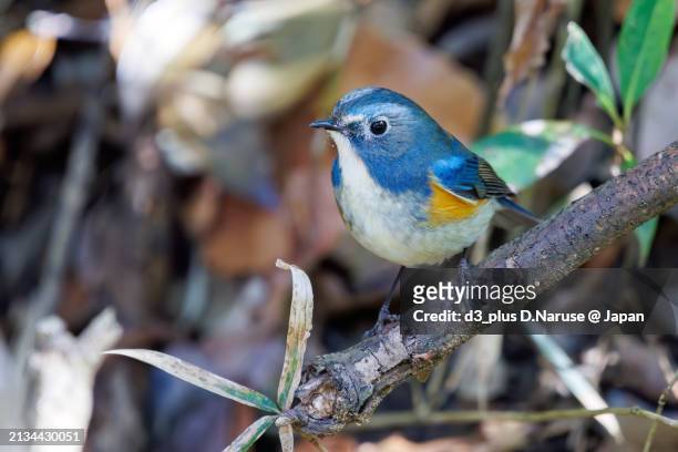 a happy blue bird, the lovely red-flanked bluetail (tarsiger cyanurus, family comprising flycatchers).

at omachi park natural observation garden, ichikawa, chiba, japan,
photo by march 9, 2024. - 千葉県 stock pictures, royalty-free photos & images