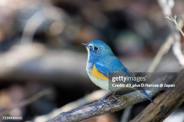 a happy blue bird, the lovely red-flanked bluetail (tarsiger cyanurus, family comprising flycatchers).

at omachi park natural observation garden, ichikawa, chiba, japan,
photo by march 9, 2024. - 千葉県 foto e immagini stock