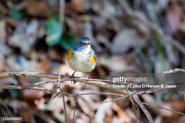 a happy blue bird, the lovely red-flanked bluetail (tarsiger cyanurus, family comprising flycatchers).

at omachi park natural observation garden, ichikawa, chiba, japan,
photo by march 9, 2024. - 千葉県 foto e immagini stock