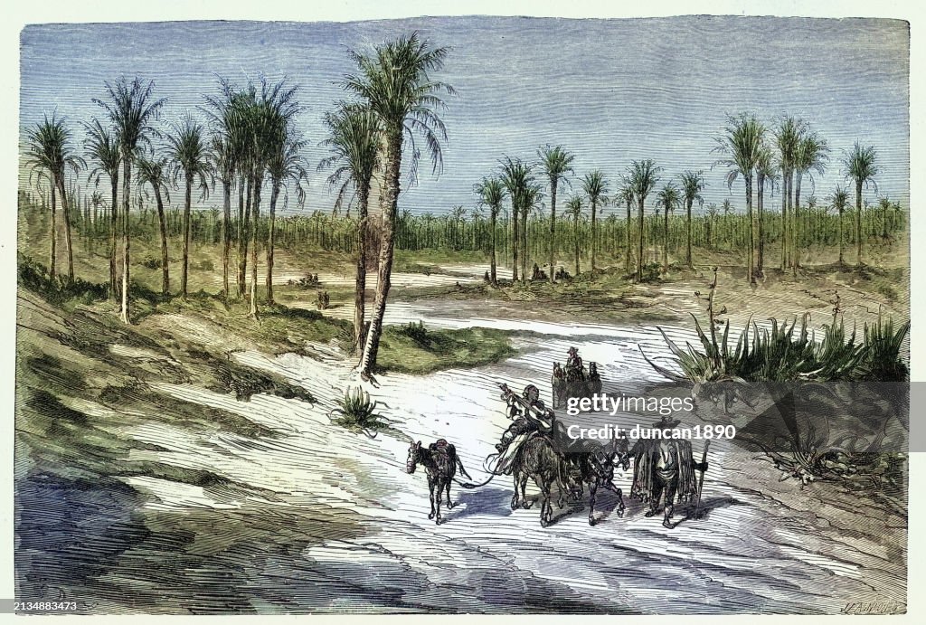 Forest of Palms at Elche, province of Alicante, Spain