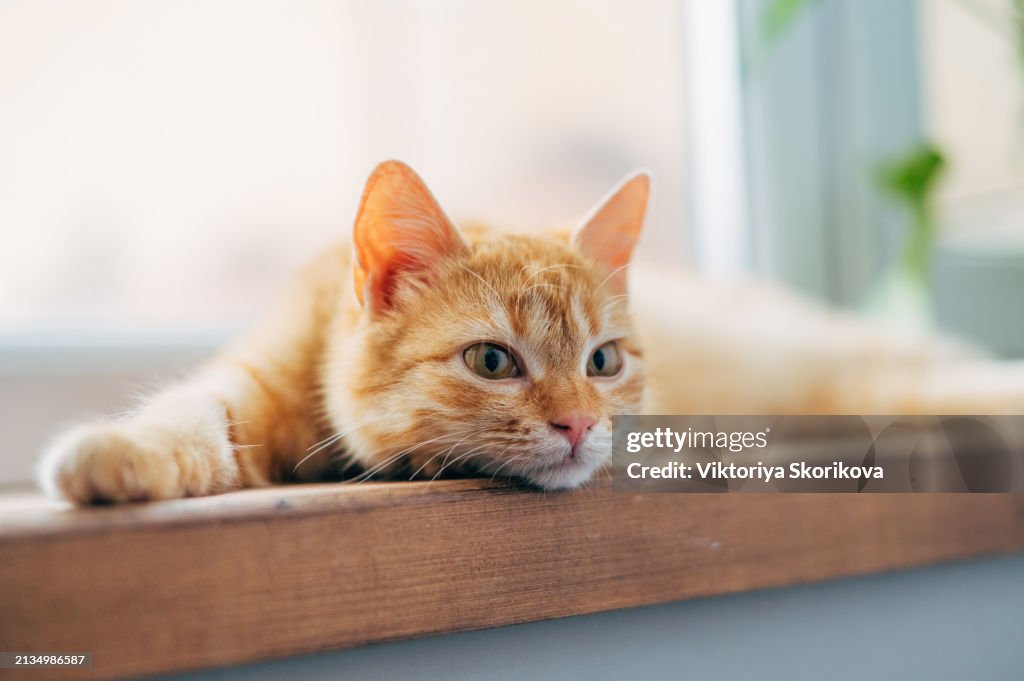 Red cat sleeping on the windowsill