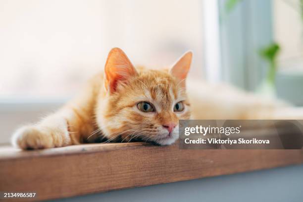red cat sleeping on the windowsill - amarelo-avermelhado-claro - fotografias e filmes do acervo