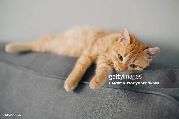 cute cat relaxing in sofa in candle light cozy home - cozy stock pictures, royalty-free photos & images