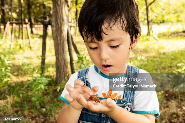 boy holding cicada's empty shell - animal hoarding stock pictures, royalty-free photos & images