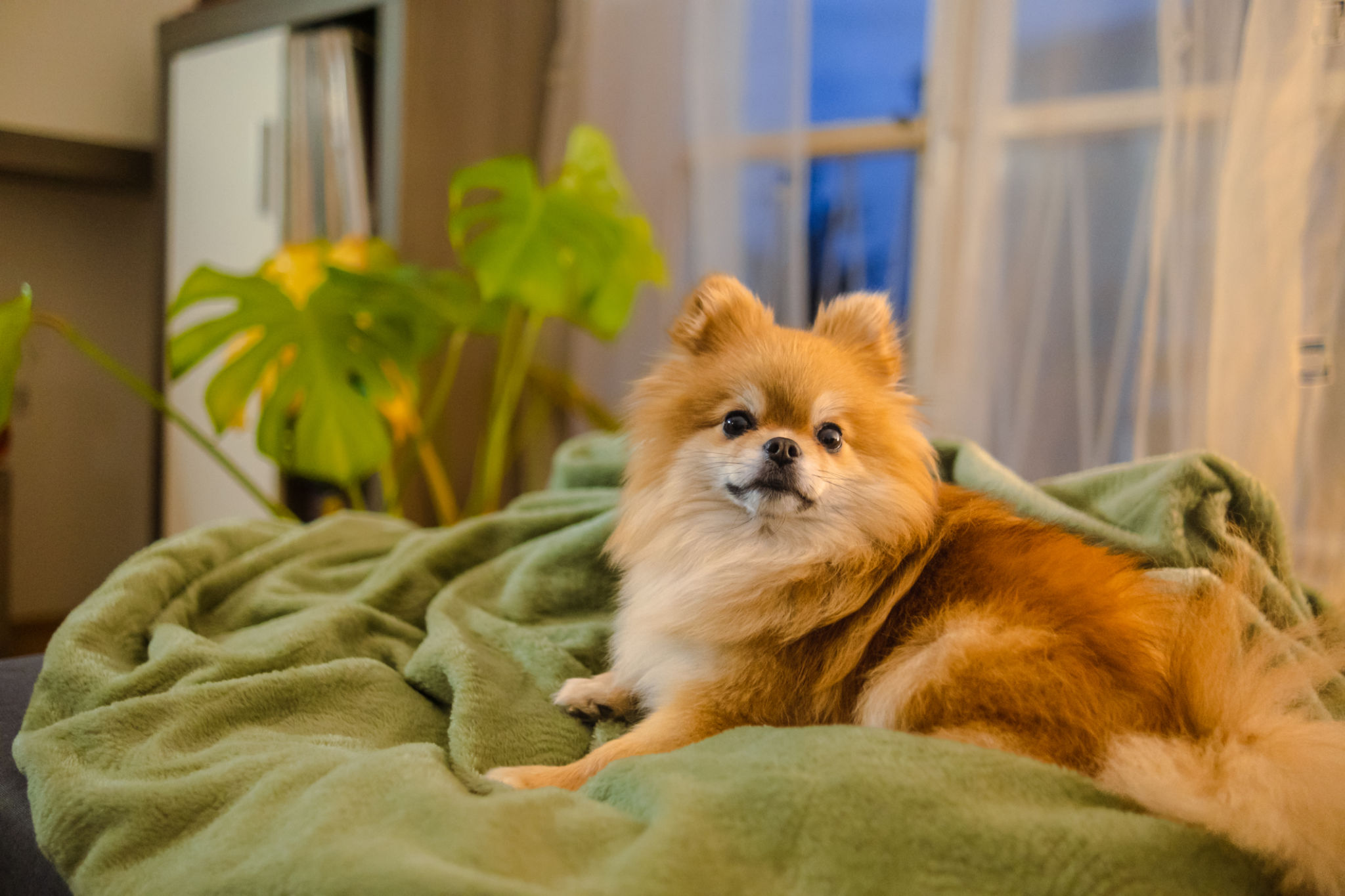 pomeranian dog