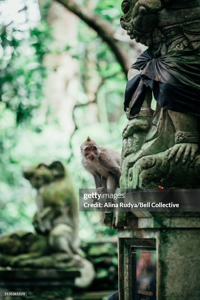 Macaque monkey in a forest