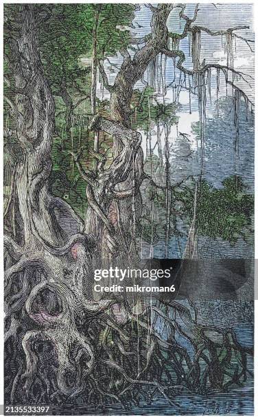 old engraved illustration of forest of mangroves, salt-tolerant trees, also called halophytes, and are adapted to life in harsh coastal conditions - cypress tree illustration stock pictures, royalty-free photos & images