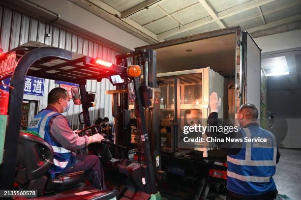 Staff members transfer the specially designed cage that carries giant panda Fu Bao into a truck after its arrival at Chengdu Shuangliu International...