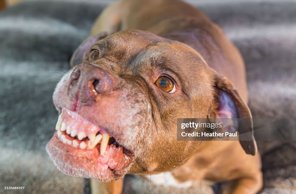 Snarling large dog laying on a bed showing teeth