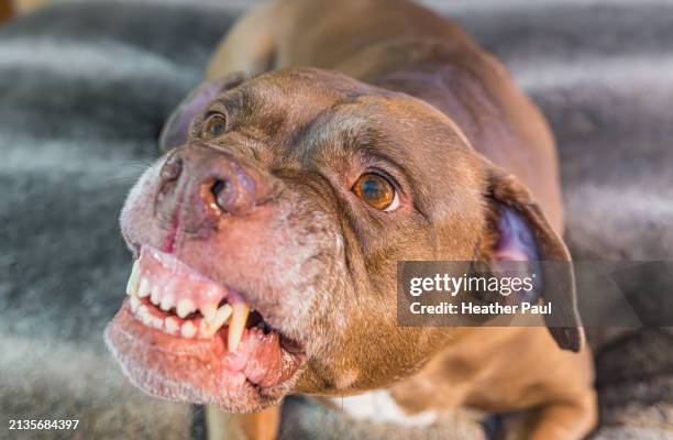 snarling large dog laying on a bed showing teeth - pit bull terrier fotografías e imágenes de stock