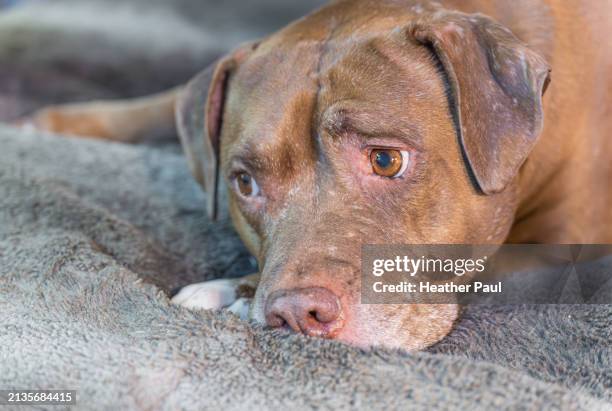 close-up on the face of a large senior dog lying down on a bed with a raised eyebrow - pit bull terrier fotografías e imágenes de stock