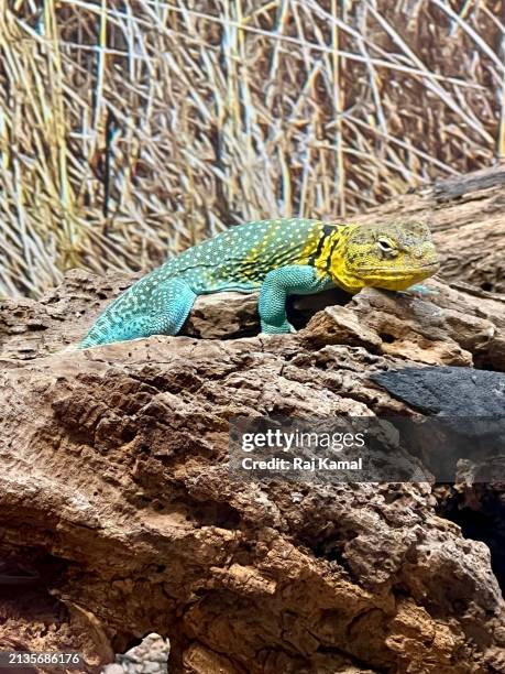 Collared Lizard Variation 134 Collared Lizards Stock Photos, High-Res Pictures, and Images ...