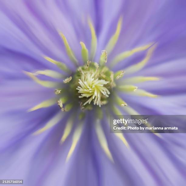 center part of a blue clematis flower - stamper stockfoto's en -beelden