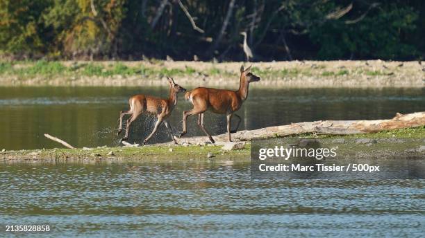 side view of deer running on lake,fontainebleau,france - springbok deer fotografías e imágenes de stock