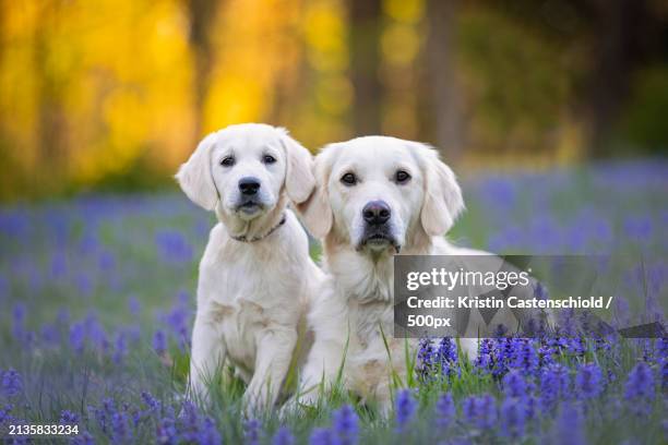 portrait of cute dogs sitting in purple lavender field posing for camera,united states,usa - golden retriever stock pictures, royalty-free photos & images