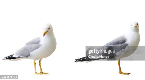 two seagulls isolated on white background - seagull stock pictures, royalty-free photos & images