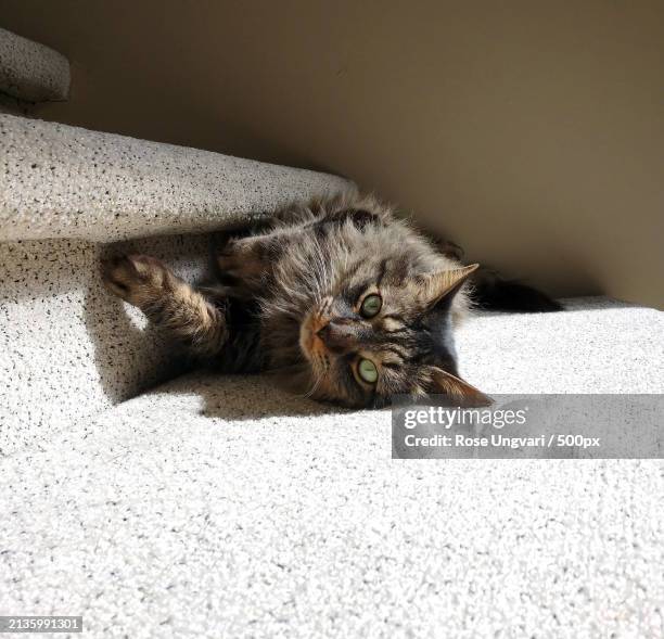 close-up of cat sleeping,birmingham,michigan,united states,usa - birmingham michigan stock pictures, royalty-free photos & images