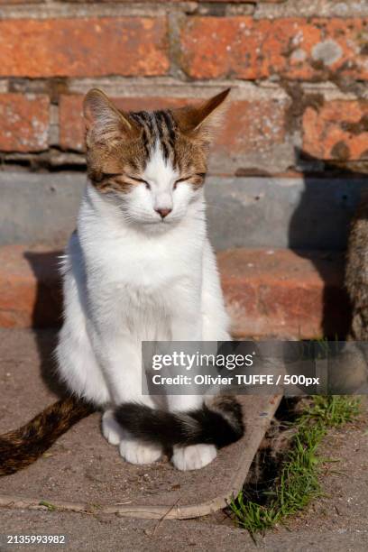 close-up of cat sitting outdoors - compagnon stock pictures, royalty-free photos & images