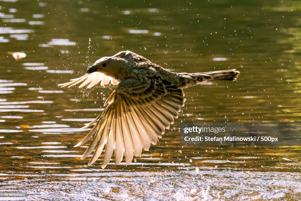 Close-up of eagle flying over lake