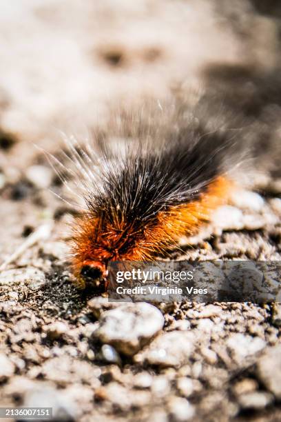 stinging caterpillar - thorny caterpillar stock pictures, royalty-free photos & images