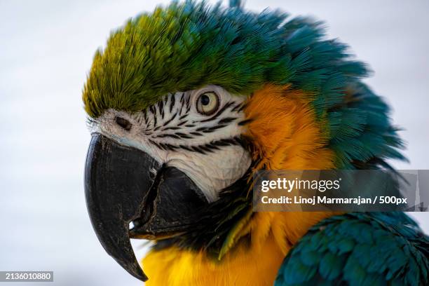 close-up of gold and blue macaw - yellow perch stock-fotos und bilder