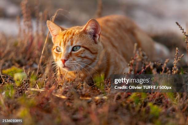 portrait of cat on field - compagnon stock pictures, royalty-free photos & images