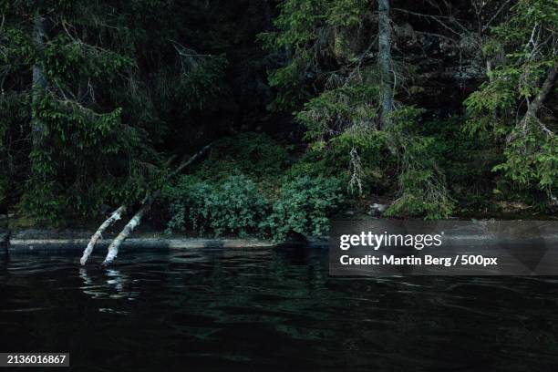 scenic view of lake in forest - pectoral fin stock pictures, royalty-free photos & images