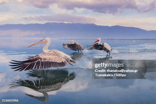 rear view of birds flying over lake against sky - pelikaan stockfoto's en -beelden