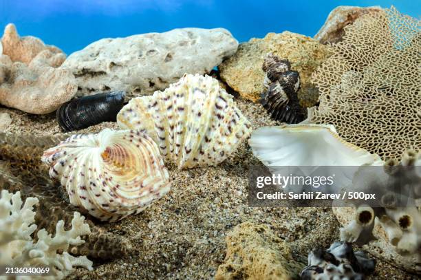 close-up of starfish on coral reef,odessa,odesskaya,ukraine - hippopus hippopus stock pictures, royalty-free photos & images