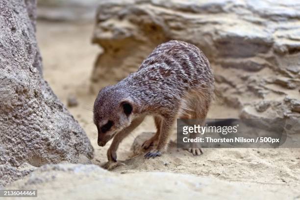 close-up of rodent on rock - thorsten nilson foto e immagini stock