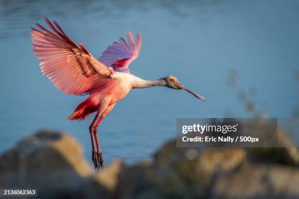 close-up of roseate spoonbill flying over lake,florida,united states,usa - roseate spoonbill stock pictures, royalty-free photos & images