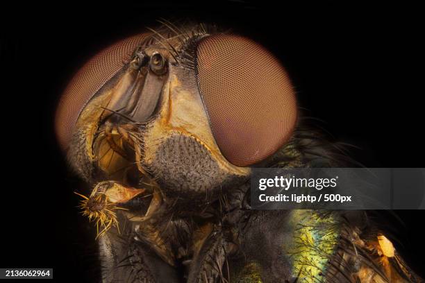 close-up of lizard against black background,germany - housefly stock pictures, royalty-free photos & images