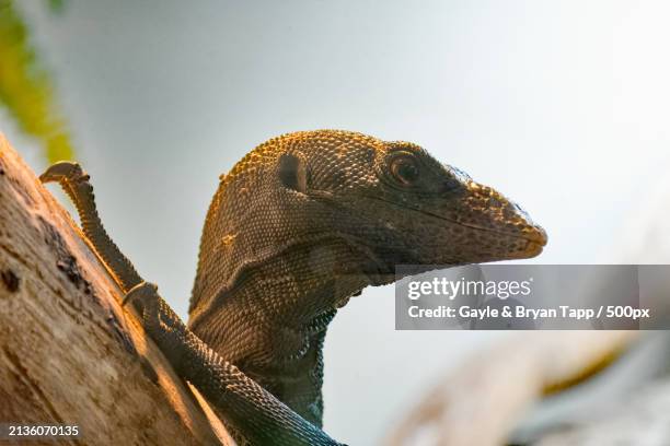 Monitor Lizard Climbing Rocks Monitor Lizard Images Photos and Premium High Res Pictures - Getty Images