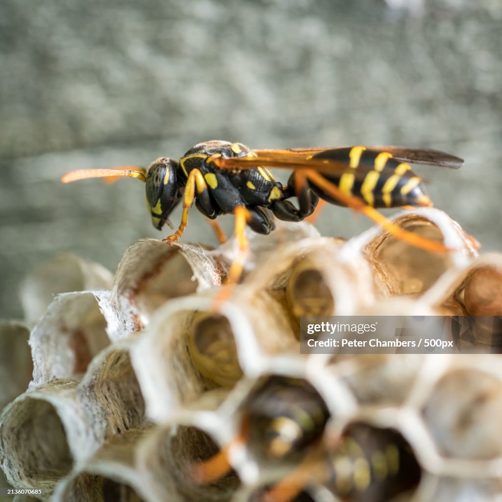Close-up of bees on honeycomb