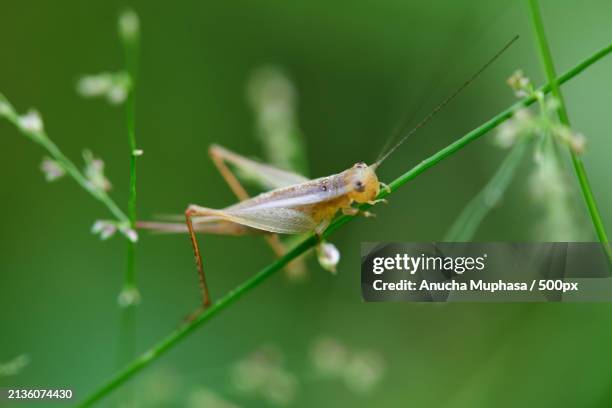 close-up of grasshopper on plant - cricket insect stock pictures, royalty-free photos & images