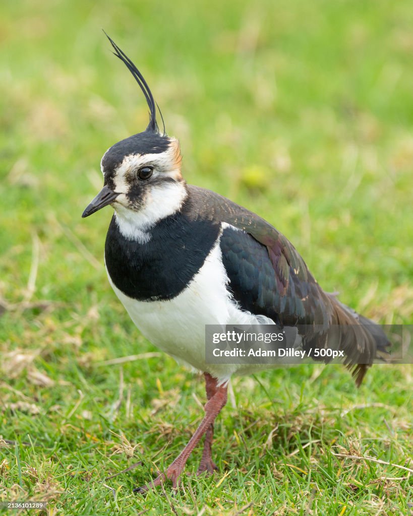 Close-up of plover perching on grassy field