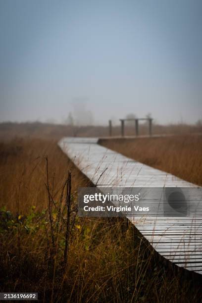 path in the meadows - belgium countryside stock pictures, royalty-free photos & images