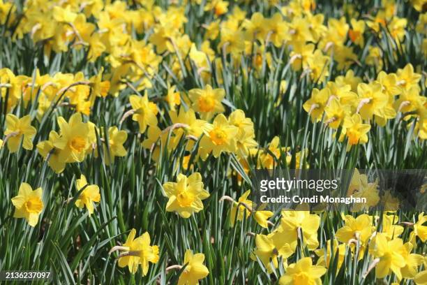 field of yellow daffodils in spring - baltimore maryland landscape stock pictures, royalty-free photos & images