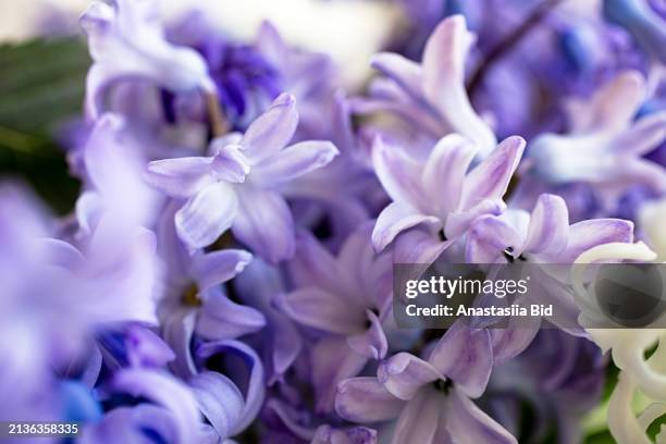 closeup photography of violet hyacinth flowers.springtime concept. - corolla petals stock pictures, royalty-free photos & images