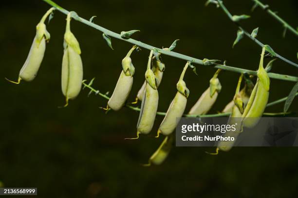 The Crotalaria juncea, also known as Indian hemp, brown hemp, Madras-hemp, and Bengal hemp, is an annual plant native to India. It is currently...
