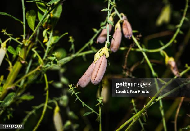 The Crotalaria Juncea Is An Annual Plant That Is Native To India, And Is Also Known As Indian Hemp, Brown Hemp, Madras-hemp, And Bengal Hemp. It Has...
