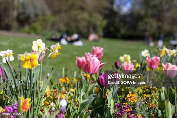Spring flowers bloom in Hyde Park in London on a sunny spring day. Weather forecasters are expecting warmer temperature over the next few days.