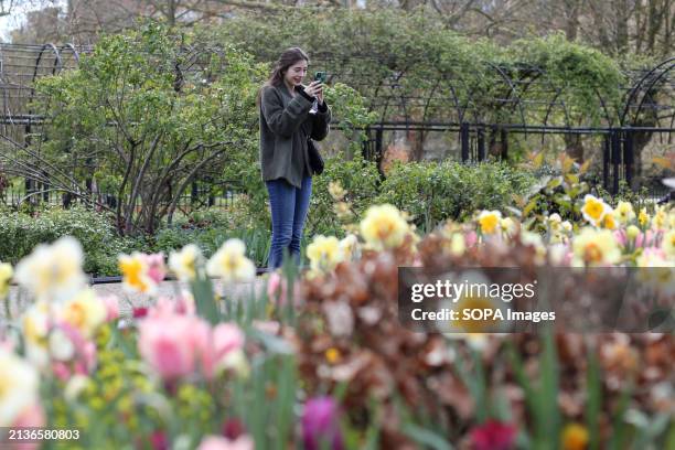 Woman stops to take photographs of the spring flowers in Hyde Park in London on a sunny spring day. Weather forecasters are expecting warmer...