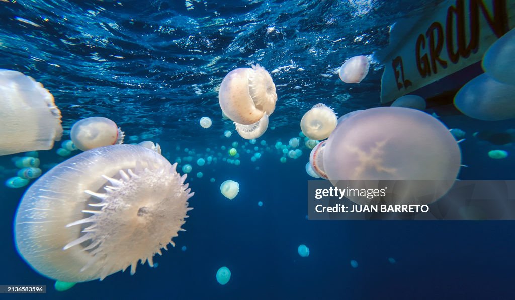 VENEZUELA-ENVIRONMENT-OCEAN-JELLYFISH