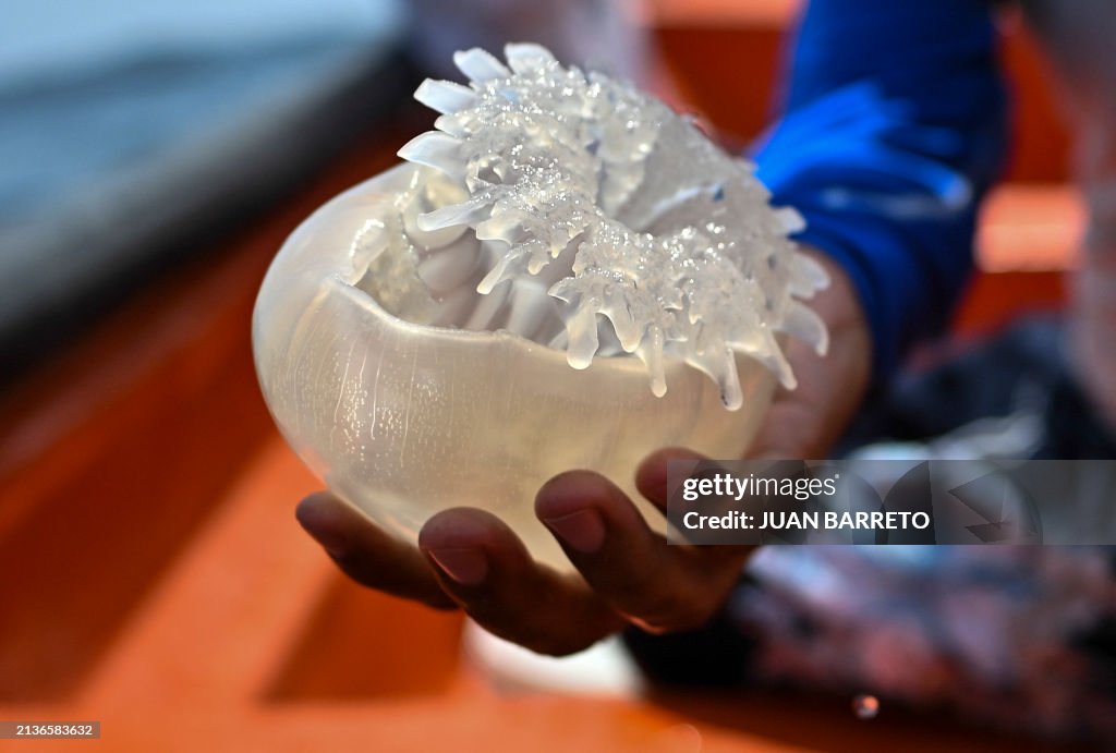 VENEZUELA-ENVIRONMENT-OCEAN-JELLYFISH