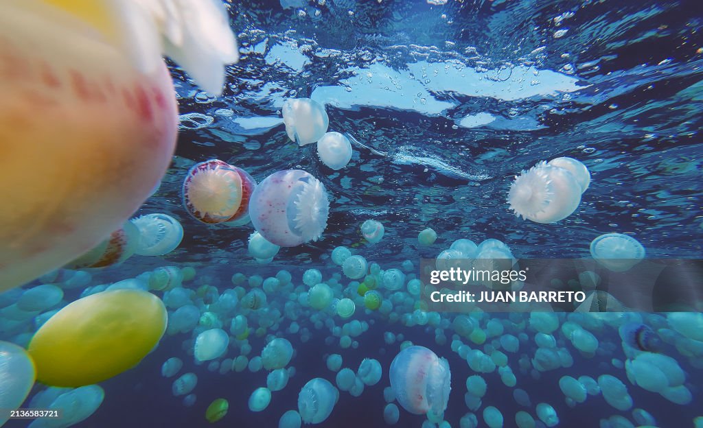 VENEZUELA-ENVIRONMENT-OCEAN-JELLYFISH