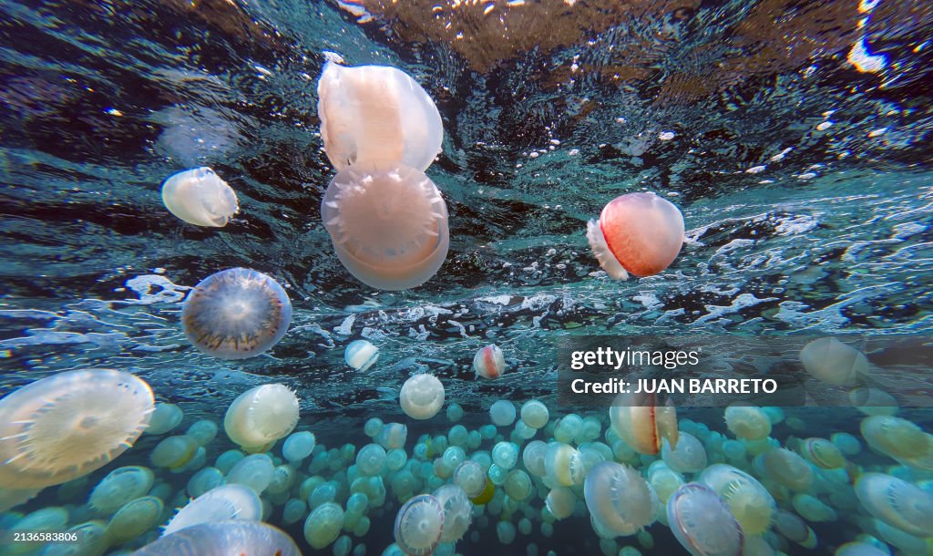 VENEZUELA-ENVIRONMENT-OCEAN-JELLYFISH