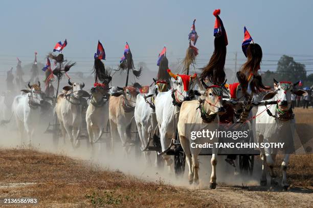 Oxen pull their ox-carts during a traditional race in Kampong Speu province on April 7 as part of festivities for this year's Khmer New Year which...