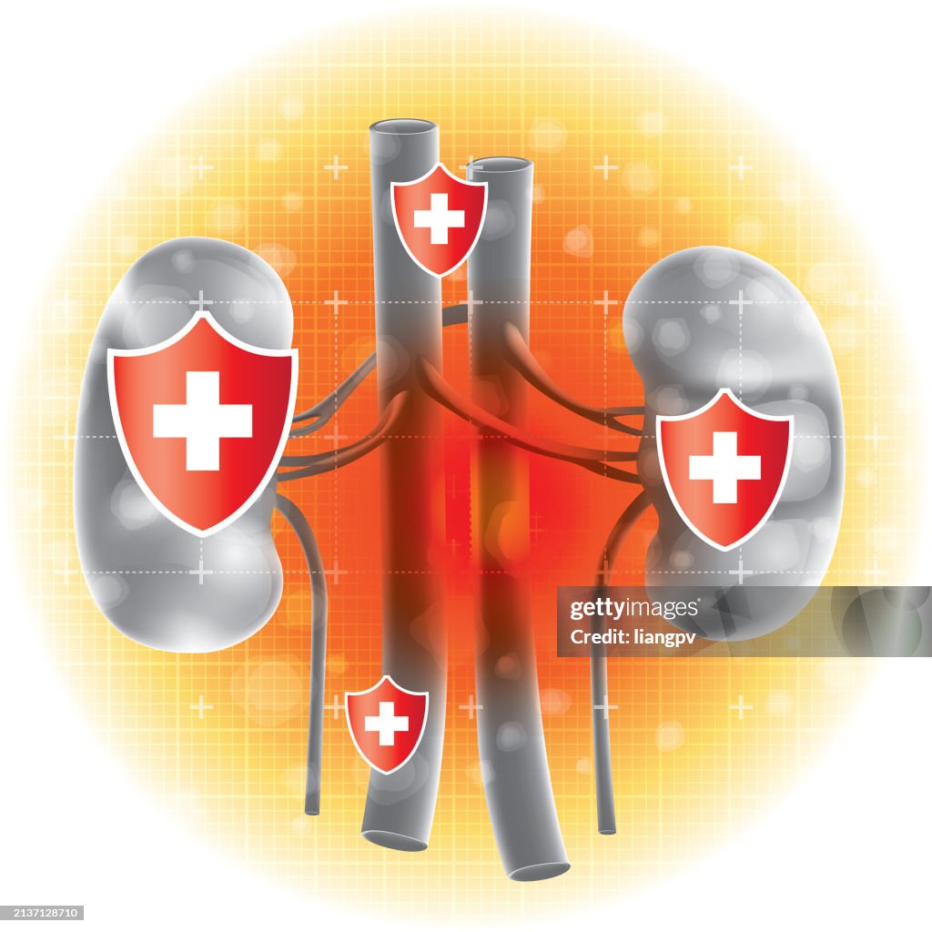 Human Kidney