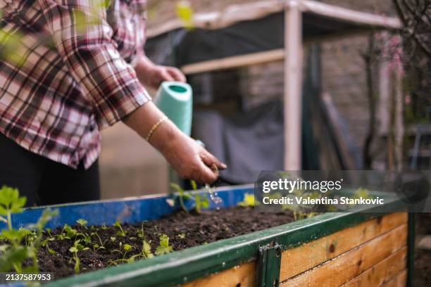 at the end add water to your freshly planted herbs - slovenia spring stock pictures, royalty-free photos & images